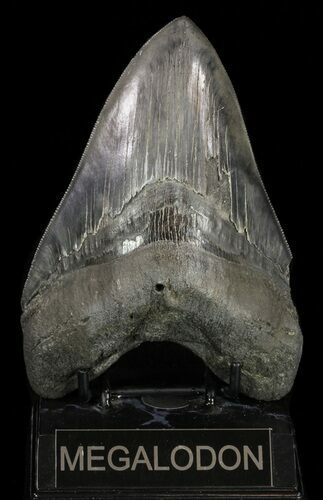 Serrated, Megalodon Tooth - Huge Meg tooth #58474